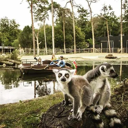 Schitterend In Het Bos