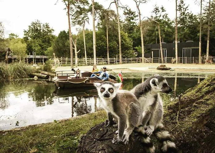 Schitterend In Het Bos
